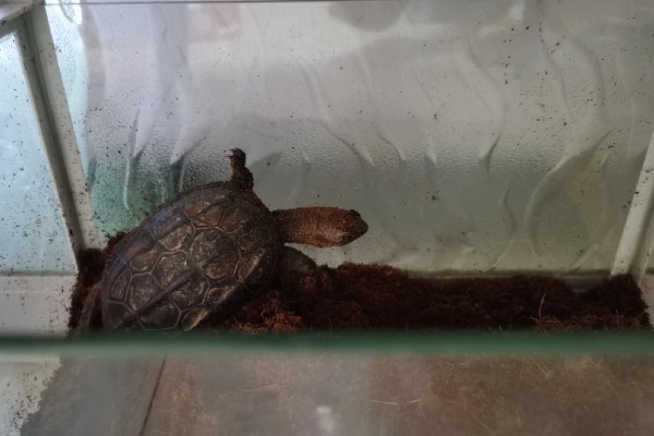 乌龟冬眠要做哪些准备，提供充足的营养有助于它越冬