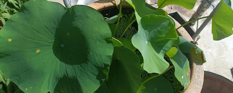 荷花叶缘干枯的原因,光照过强、换水不勤等因素都会造成