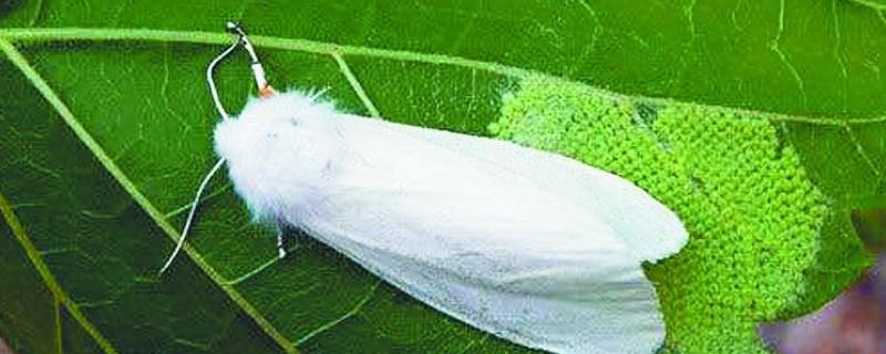 美国白蛾的防治方法，可以采取物理方式防治