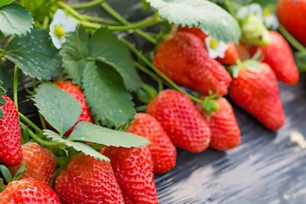 四季草莓结果次数，养殖得当时常年均可收获