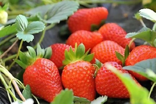 四季草莓结果次数，养殖得当时常年均可收获