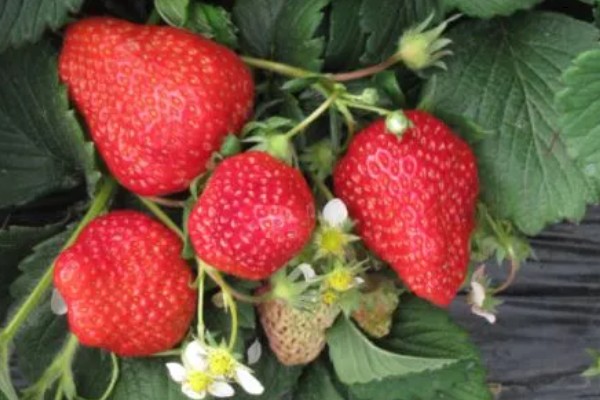 四季草莓结果次数，养殖得当时常年均可收获