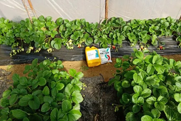 四季草莓结果次数，养殖得当时常年均可收获