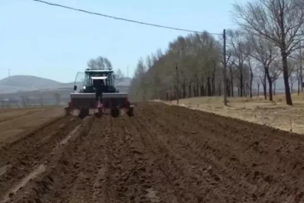 四季草莓结果次数，养殖得当时常年均可收获