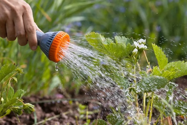 四季草莓结果次数，养殖得当时常年均可收获