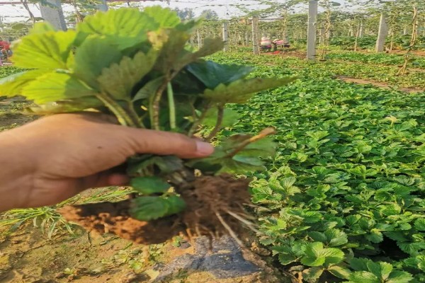 四季草莓结果次数，养殖得当时常年均可收获