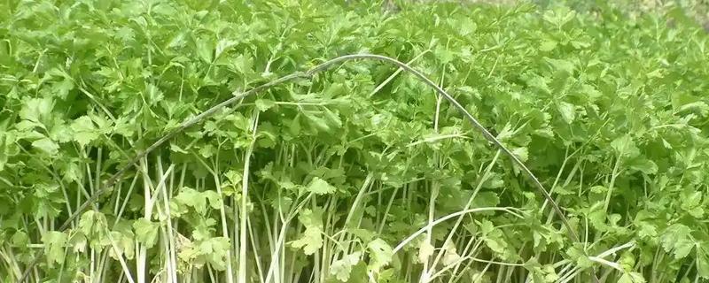 秋芹菜的育苗时间，7-8月份比较合适