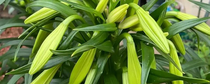 百合花的花苞与什么相似，看起来像一个小型喇叭