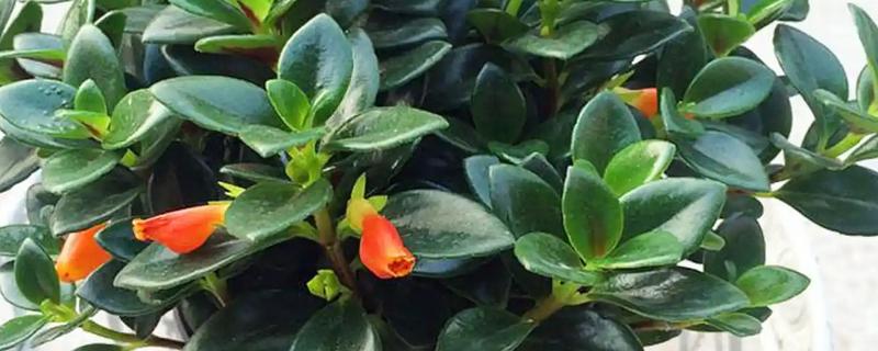 金鱼吊兰的浇水方法,秋季每隔5天左右浇一次
