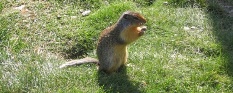 地鼠有什么危害,喜欢啃食多汁植物的根部