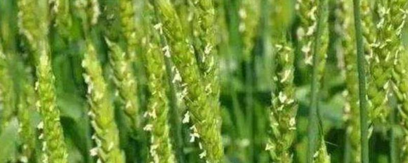 蒙蜀1号小麦种子特点