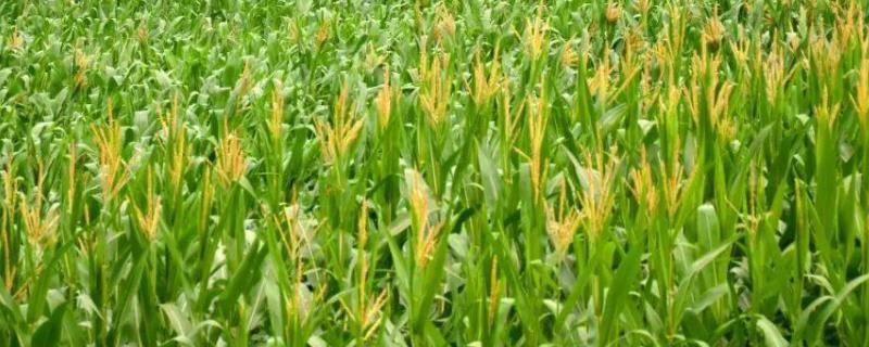 人禾819玉米种子特点，适宜播种期4月下旬～5月上旬