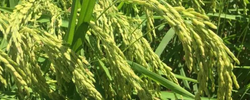 野香优2153水稻种子简介，平均全生育期120.8天