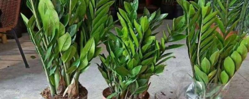 金钱树的价格，会受到株高的影响