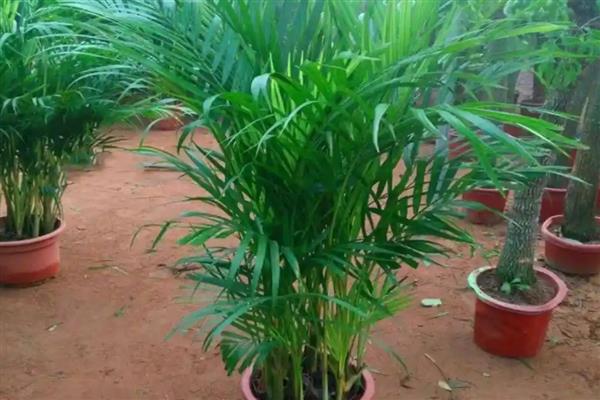 凤尾竹干枯后会不会恢复，根据发生原因采取对应措施可恢复生长