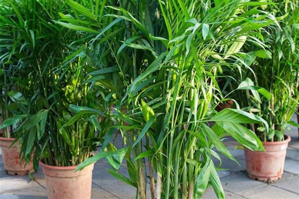 凤尾竹干枯后会不会恢复，根据发生原因采取对应措施可恢复生长