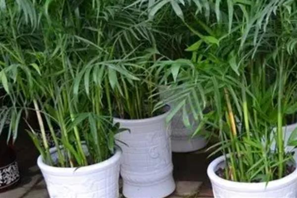 凤尾竹干枯后会不会恢复，根据发生原因采取对应措施可恢复生长