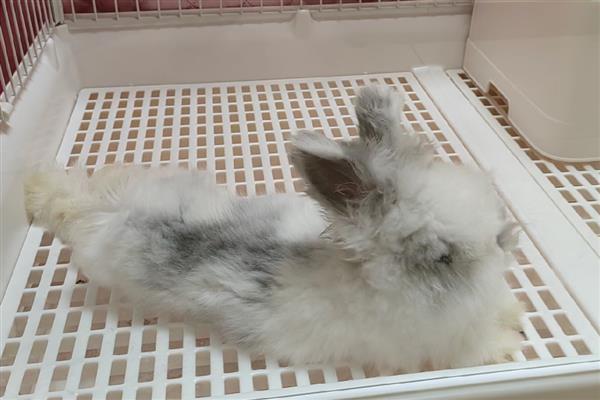 如何饲养英国安哥拉兔,全天不限量供应干草