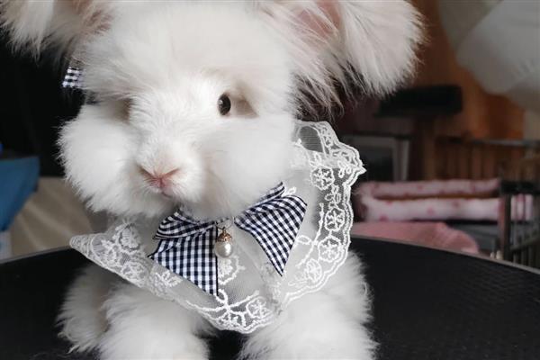 如何饲养英国安哥拉兔,全天不限量供应干草