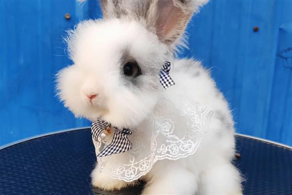 如何饲养英国安哥拉兔,全天不限量供应干草