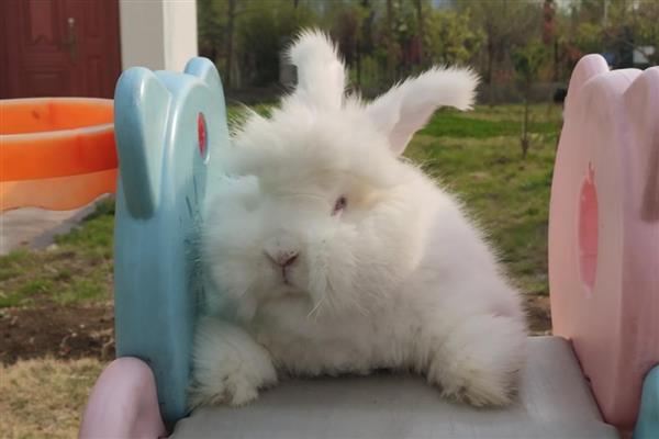 如何饲养英国安哥拉兔,全天不限量供应干草