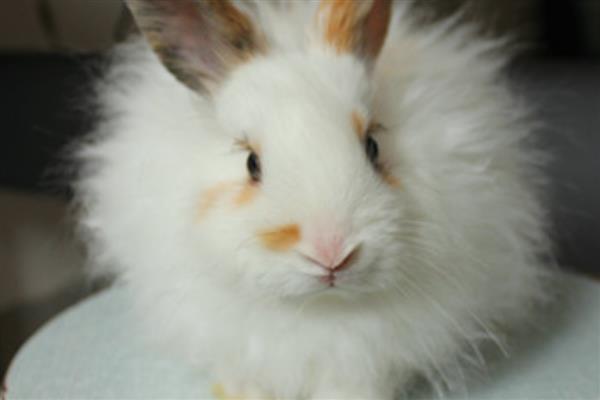 如何饲养英国安哥拉兔,全天不限量供应干草