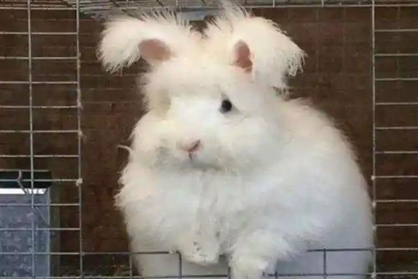 如何饲养英国安哥拉兔,全天不限量供应干草