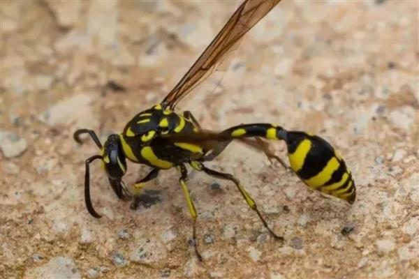 腰特别细的蜂有没有毒，细腰蜂和马蜂都有毒性