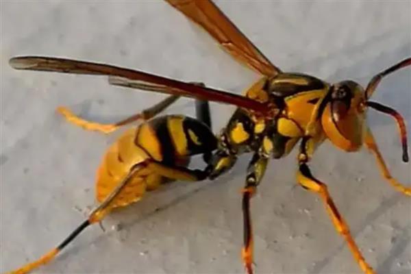 腰特别细的蜂有没有毒，细腰蜂和马蜂都有毒性