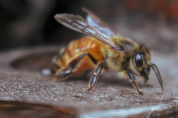 腰特别细的蜂有没有毒，细腰蜂和马蜂都有毒性