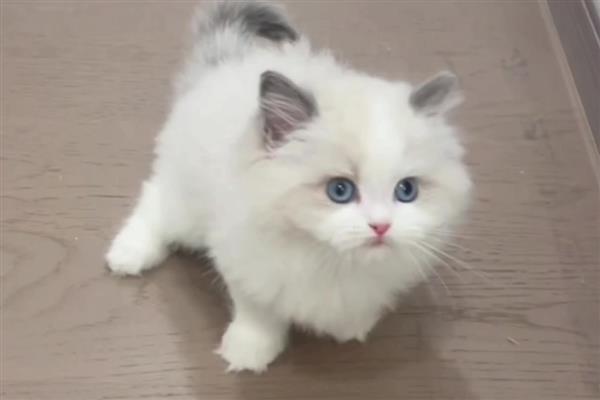 猫感冒发烧可以自愈吗，取决于感冒的严重程度