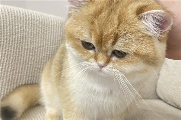 猫感冒发烧可以自愈吗，取决于感冒的严重程度