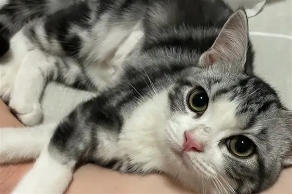 猫感冒发烧可以自愈吗，取决于感冒的严重程度