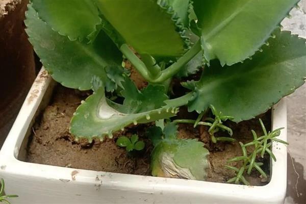 落叶生根的养殖方法，在夏季养殖时需要进行遮阴