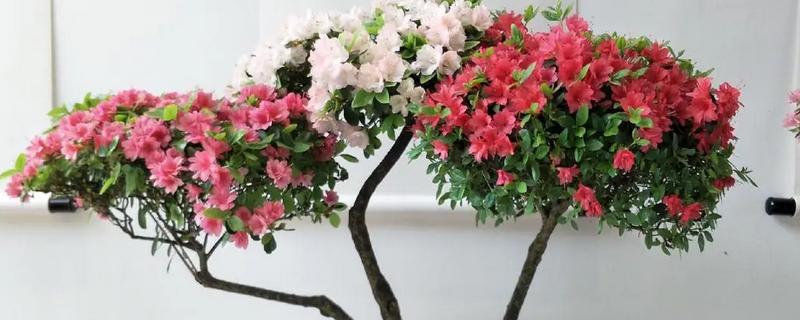 杜鹃花掉叶如何处理,土壤碱化可以使用硫酸亚铁