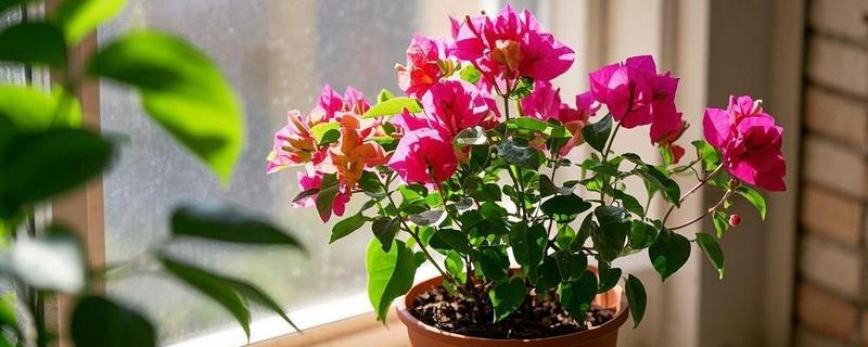 三角梅的播种方法,浸种消毒晾干后再撒播