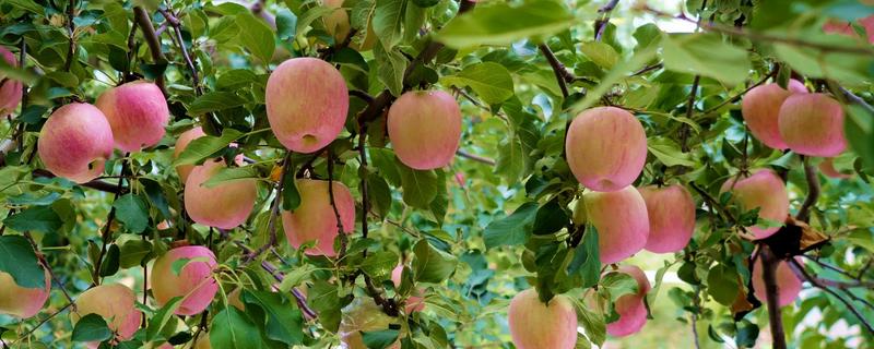 中国优质苹果产地，有甘肃天水、新疆阿克苏等