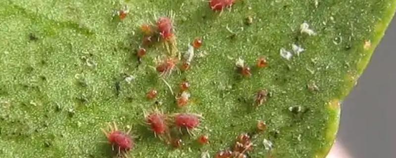 桃树红蜘蛛防治方法，早春刮树皮可以灭杀越冬成虫