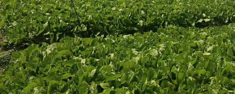 荠菜的种植方法,一般采用撒播的方法