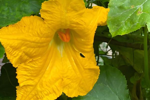 南瓜的播种时间，一般都在3-4月进行春播