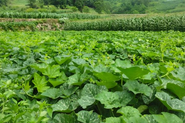 南瓜的播种时间，一般都在3-4月进行春播