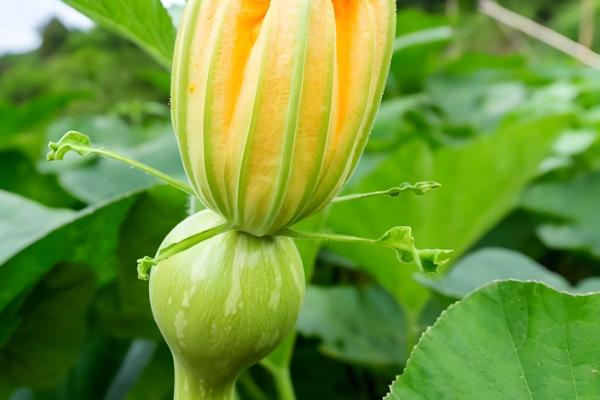 南瓜的播种时间，一般都在3-4月进行春播