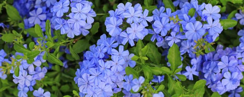 种植蓝花丹要注意什么，每天至少让它接受10小时的光照