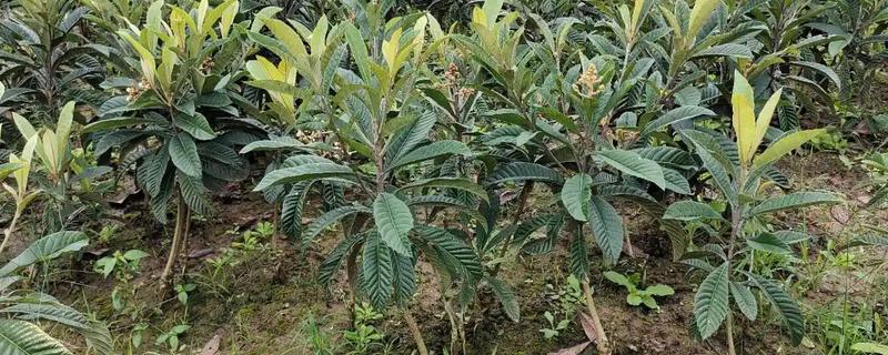 种植果树苗的方法，修剪树冠可增强发芽和结果率