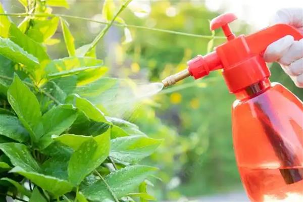 使用粮虫净要注意什么，使用后立即离开现场等完成熏蒸再通风