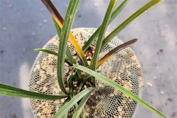 兰花黄叶如何处理,遇到强光时要放在阴凉处养护