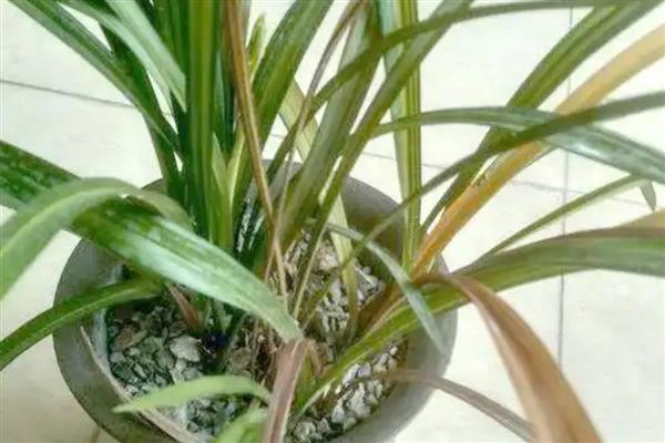兰花黄叶如何处理,遇到强光时要放在阴凉处养护