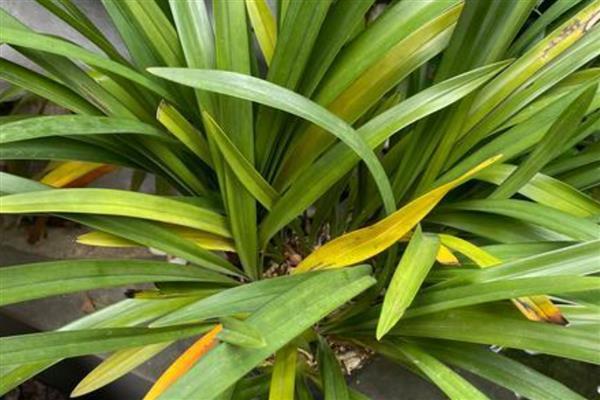 兰花黄叶如何处理,遇到强光时要放在阴凉处养护