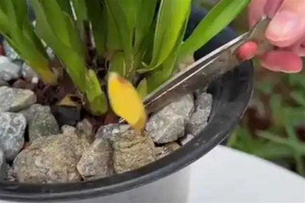 兰花黄叶如何处理,遇到强光时要放在阴凉处养护