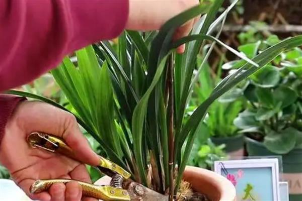 兰花黄叶如何处理,遇到强光时要放在阴凉处养护